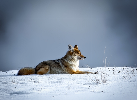 Zdjęcie Krajobraz natura śnieg zima