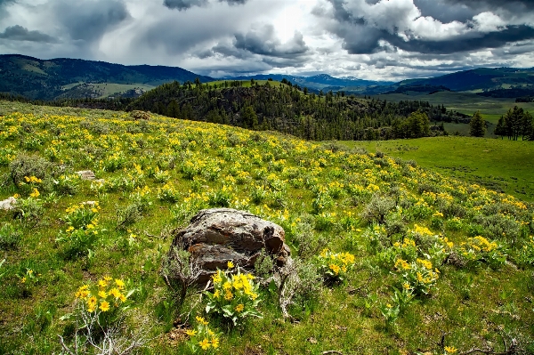 Landscape tree nature forest Photo