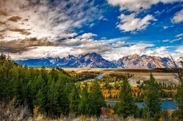 Landscape tree nature forest Photo