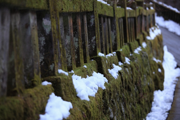 Baum wasser schnee winter Foto