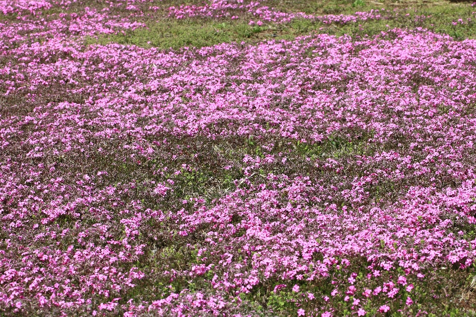 Anlage wiese
 blume muster