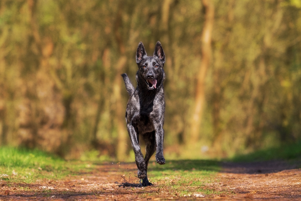 犬 動物 野生動物 アクション