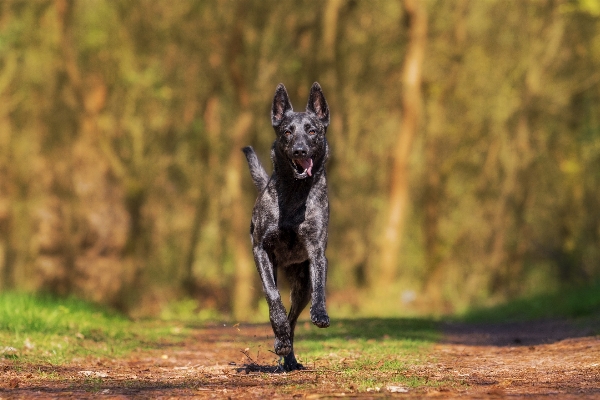 Foto Anjing satwa margasatwa tindakan