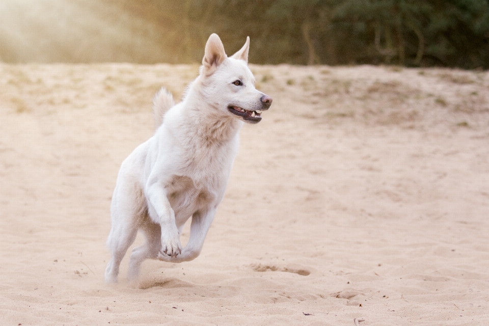 Hund tier haustier aktion