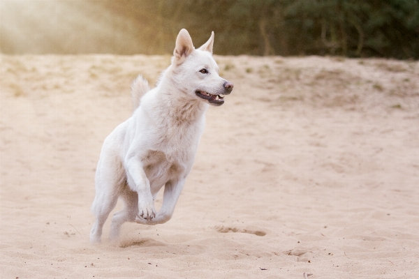 Foto Anjing satwa peliharaan tindakan