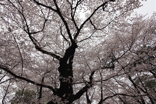 Photo Arbre bifurquer fleurir noir et blanc
