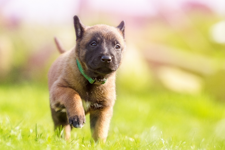 甘い 子犬 犬 かわいい