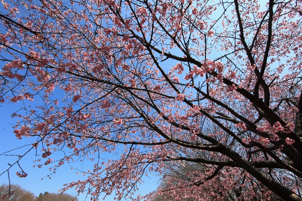 Tree branch blossom plant Photo