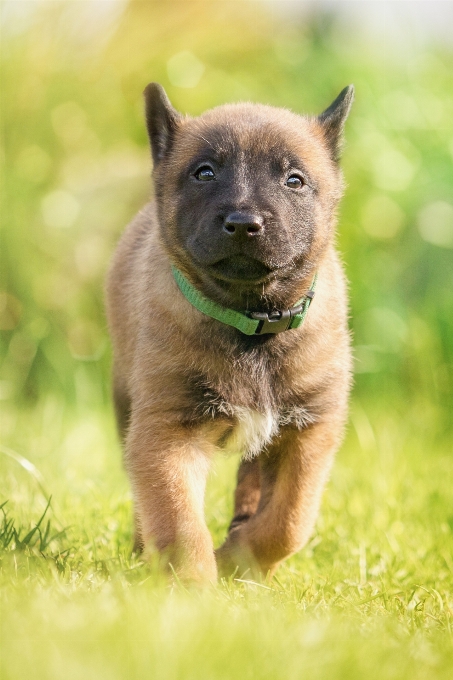 甘い 子犬 犬 かわいい