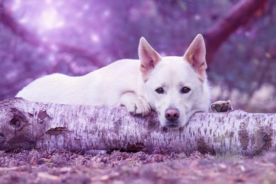 子犬 犬 ペット 哺乳類