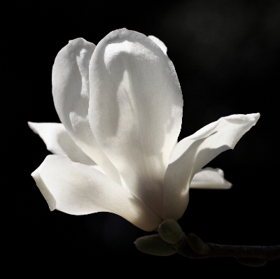 花 黒と白
 植物 白 写真