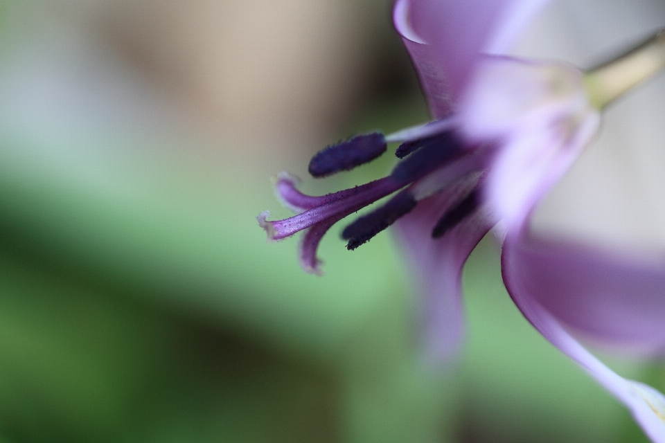 Nature blossom plant photography