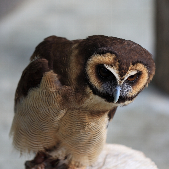 Burung margasatwa tinggi paruh