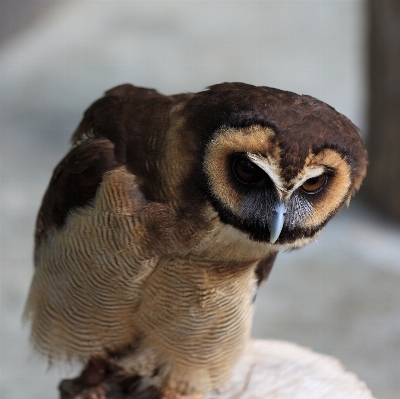 Photo Oiseau faune haut le bec