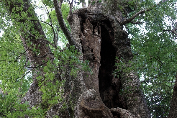 Foto árvore floresta região selvagem
 filial