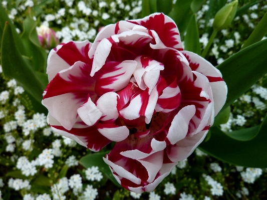 Nature blossom plant flower Photo