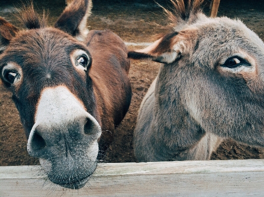 Farm animal wildlife mammal Photo