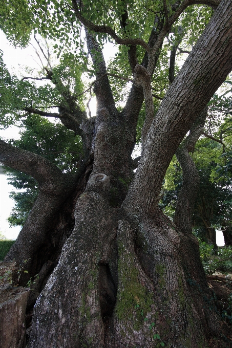 Pohon cabang tanaman bunga