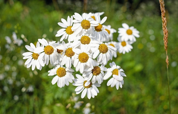 Nature blossom plant field Photo