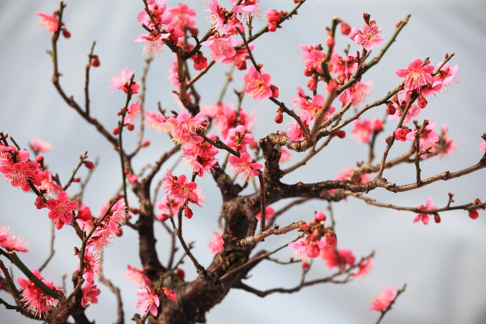 Arbre bifurquer fleurir usine