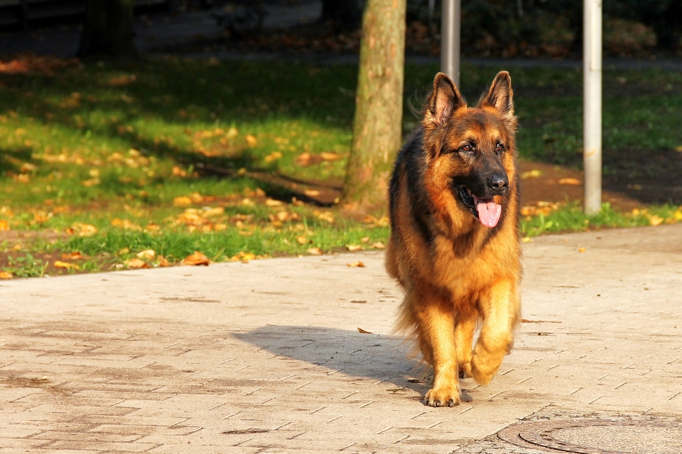 Perro animal mascota mamífero