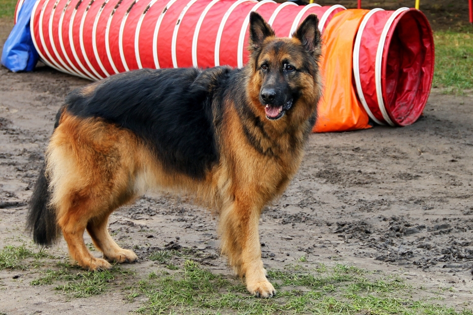 Chien animal de compagnie mammifère