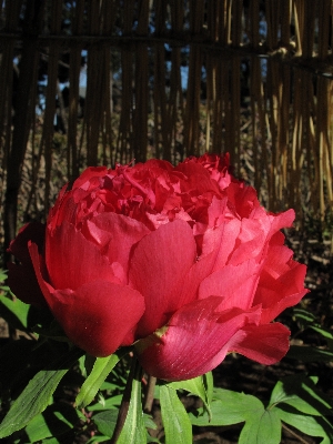 Anlage blume blütenblatt hoch Foto