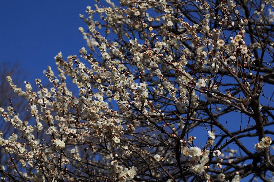 Arbre bifurquer fleurir usine