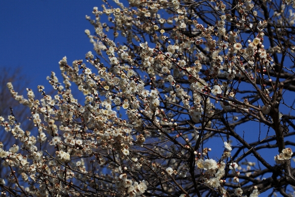 木 ブランチ 花 植物 写真