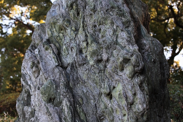 Tree nature forest rock Photo