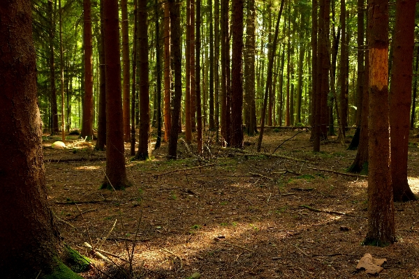 Landscape tree nature forest Photo