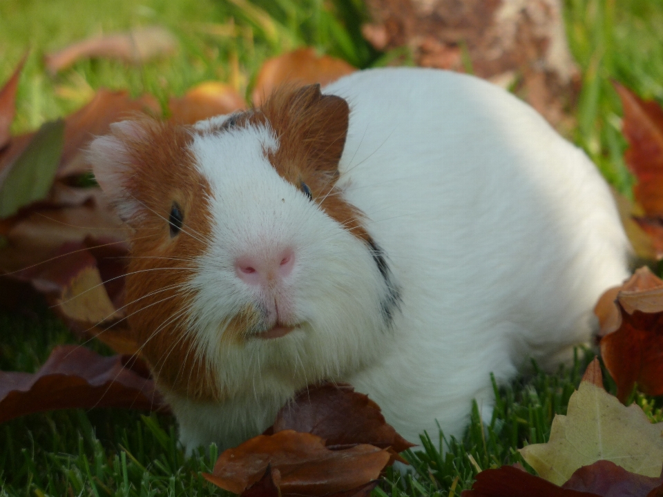 Animale carino domestico piccolo