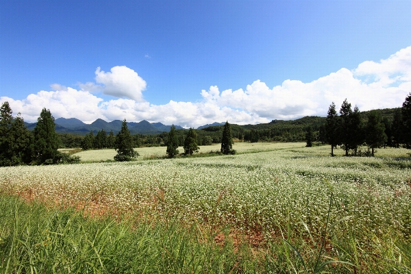 Landscape tree nature grass Photo