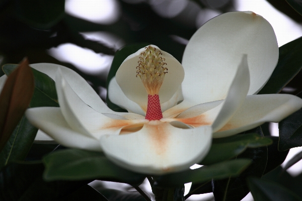 Blossom plant white flower Photo