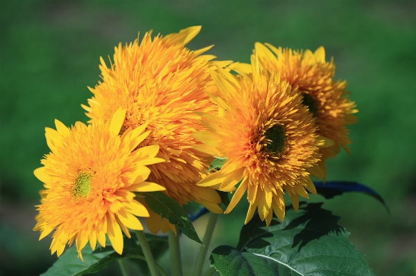 Plant dandelion flower petal Photo