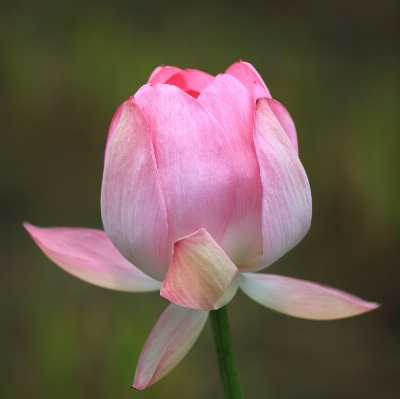 Blossom plant flower petal Photo