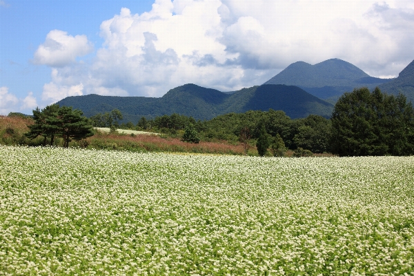 Foto Lanskap rumput gunung tanaman