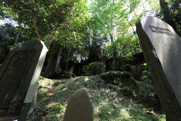 Foto Pohon rock jejak batu