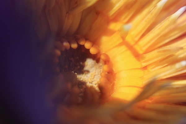 Foto Acqua sole luce del fiore