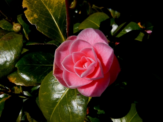 Nature blossom plant leaf Photo