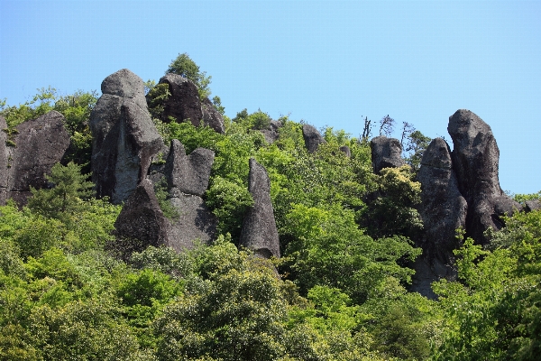 Tree forest rock hill Photo