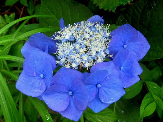 Photo Herbe usine pluie fleur