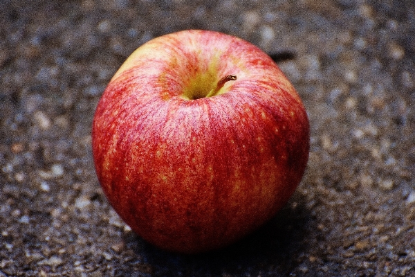 Apple nature plant fruit Photo