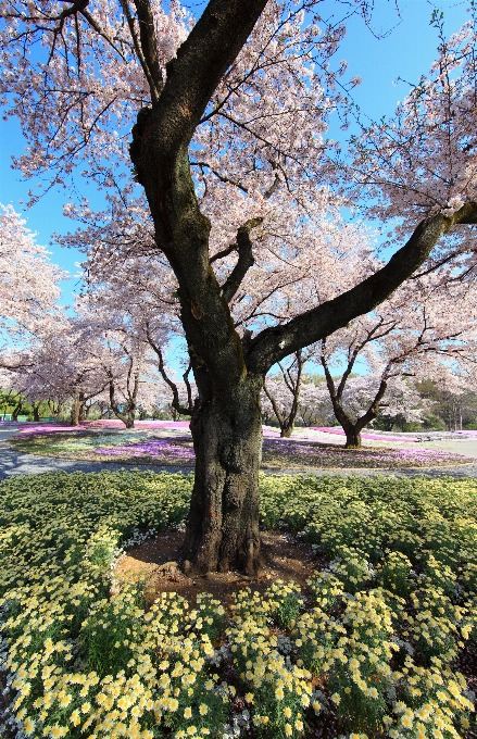 Albero ramo fiore pianta