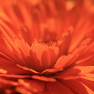 Anlage sonnenlicht blume blütenblatt Foto