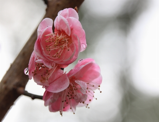 Branch blossom plant photography Photo