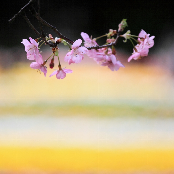 ブランチ 花 植物 写真撮影