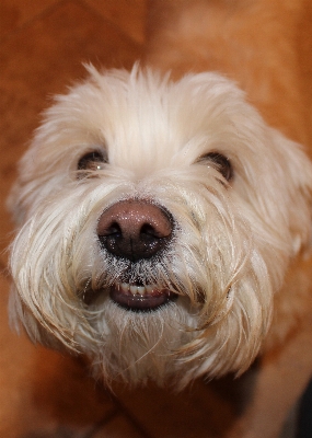 White puppy dog animal Photo