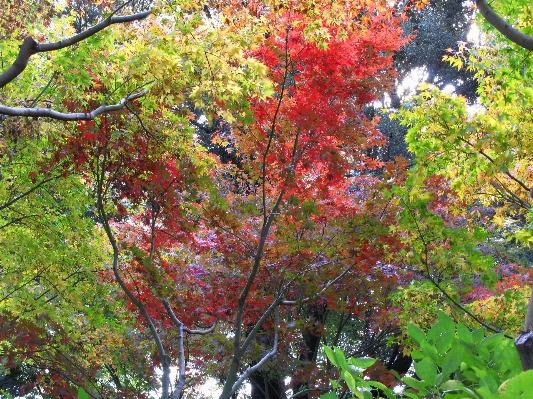 Tree branch plant leaf Photo