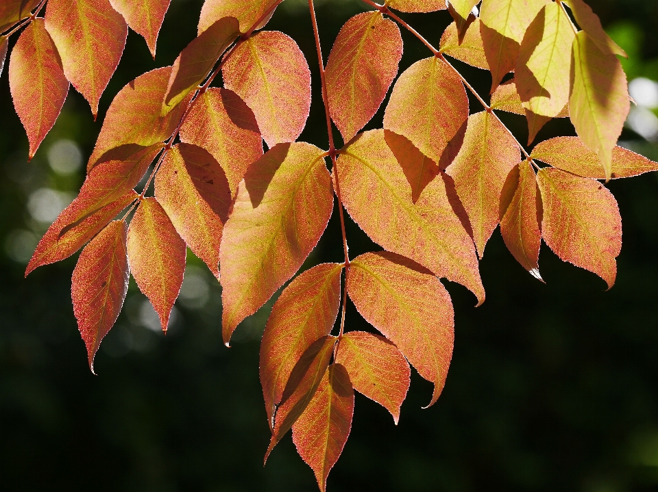 árbol rama planta luz de sol